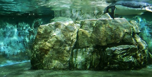 Gentoo Penguins Swimming Underwater Past Rock Formation