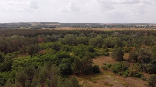 Aerial View on Pine Forest, Wood Park with Green Trees, View From Above