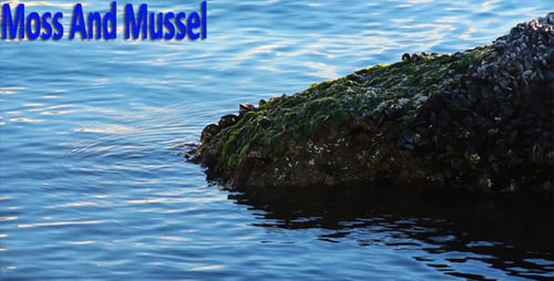 Mossy Rock Covered in Shells by the Ocean