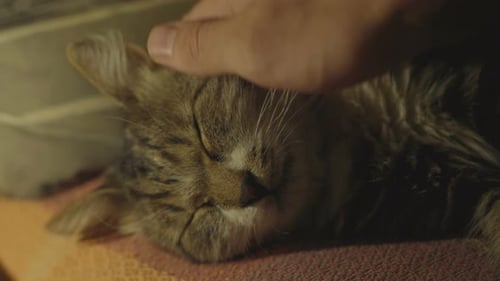 Tabby Cat Lying Down Being Pet Indoors