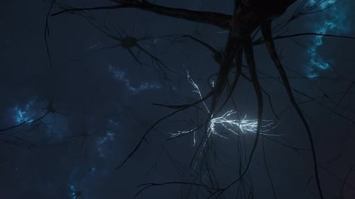 Animation of the Activity of Neurons and Synapses