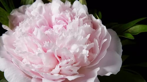 Pink Peony Blooming in Time Lapse, Close Up