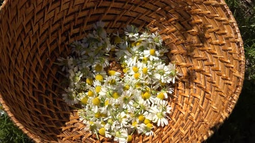Hand Gathering Chamomile Flowers into Woven Basket