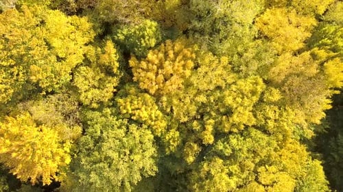 Autumn forest with bright orange and yellow leaves. Dense woods in sunny fall weather.