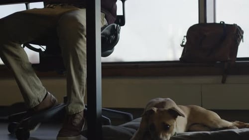Man Working at Desk With Dog