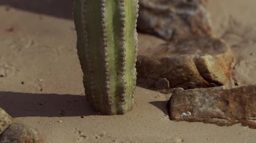 Nahaufnahme des Saguaro-Kaktus im Sand