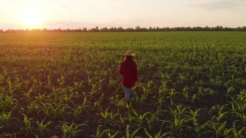 Corn Harvest