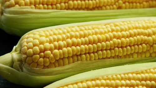 Fresh Corn on the Cob Close-Up
