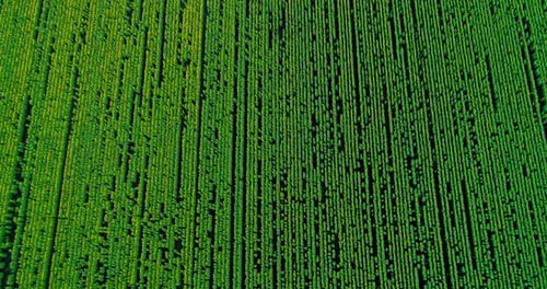 Scenic abstract agricultural fields. Aerial view