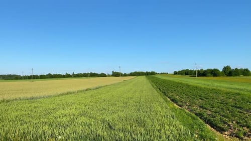 Flying Over Vast, Green and Golden Rural Fields