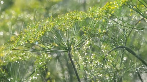Inflorescence of Dill Under Rain