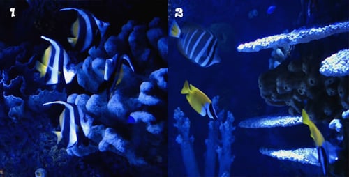Aquarium