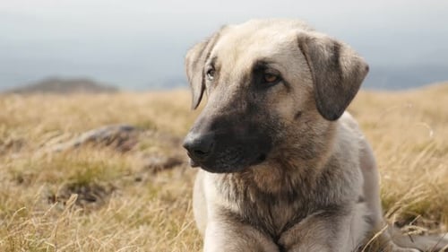 Domestic shepherd dog resting in the field close-up 4K 2160p 30fps UltraHD footage - Smart look of C
