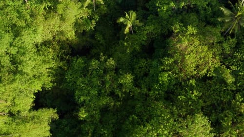 Tropical Rainforest Canopy, Bird's Eye Aerial View
