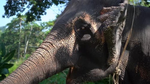 Elephant Eating in Natural Tropical Habitat