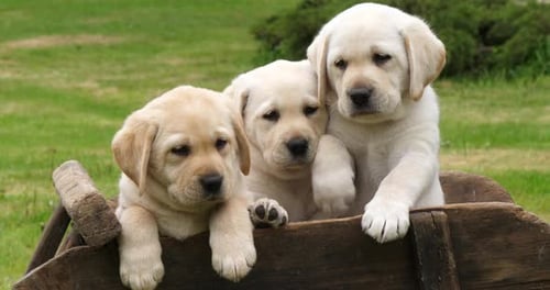 Labrador Retriever, Yellow Puppies in a Wheelbarrow, Normandy in France, Slow Motion 4K