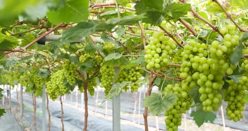 Jardin de ferme à raisins verts