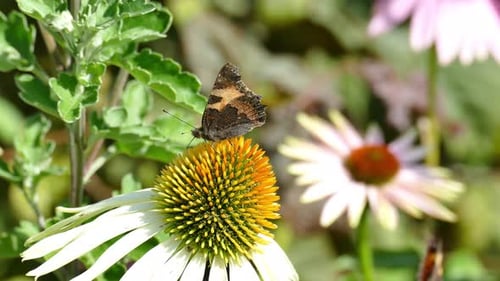 Butterfly on Echinacea Flower in Garden
