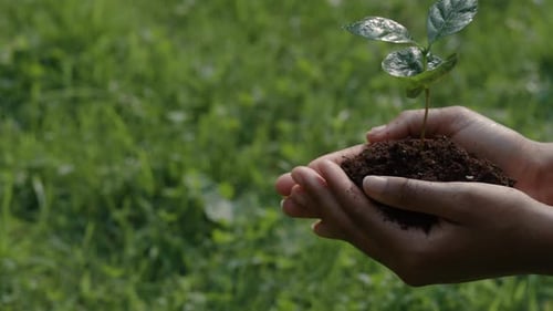 Hands Holding Small Plant With Soil