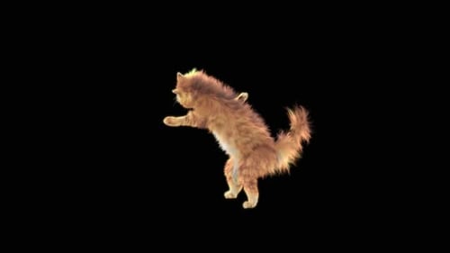 Katze tanzt HD