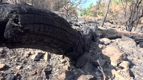 Black Tree Trunk and Branch With Ash After a Forest Fire
