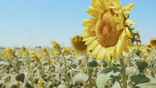 Beautiful Natural Plant Sunflower In Sunflower Field In Sunny Day 18