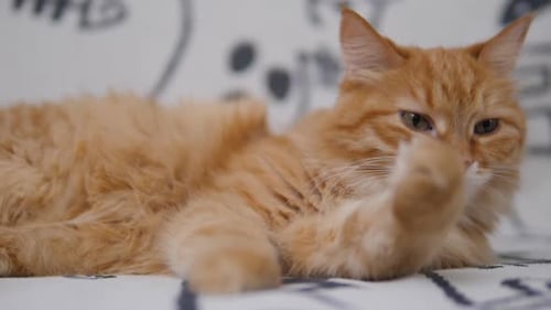 Nette Ingwerkatze leckt auf weißer Couch