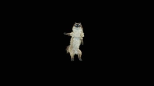 Katze tanzt HD