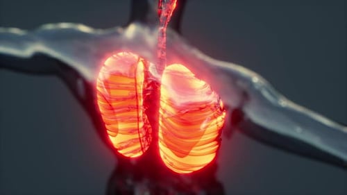 3D Medical Animation of Glowing Human Lungs Breathing