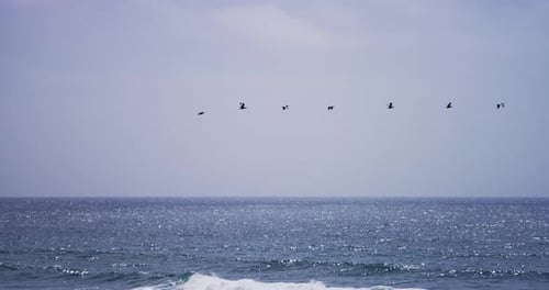 Vögel