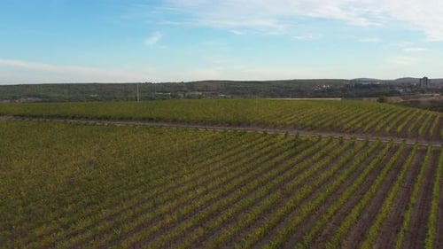 Weinberge für industrielle Zwecke 2