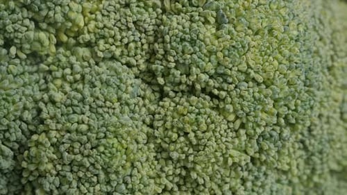 Detailed Close Up of Fresh Green Broccoli Floret