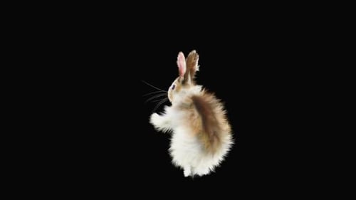 Rabbit Dancing HD