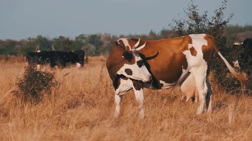 Cows Grazes on a Meadow in the Setting Sun