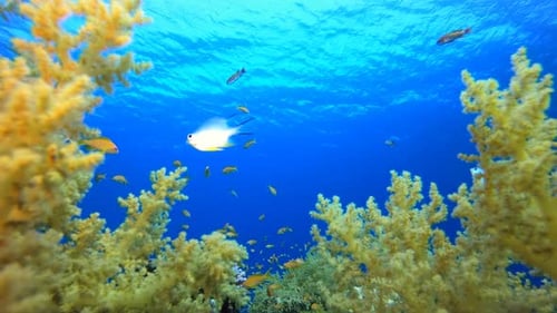 Récif sous-marin tropical
