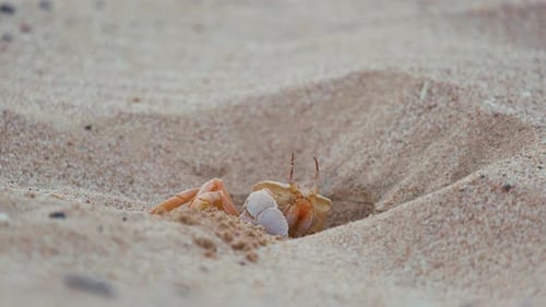 Close Up of Wild Crab Hiding in Sand Hole on Sea Beach
