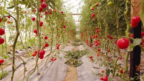 Greenhouse Full of Ripe Red Tomatoes