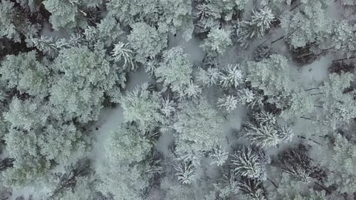 Winterwald Natur Schneebedeckte Winterbäume Landschaft Blick aus der Luft.
