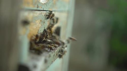 Les abeilles entrent et sortent d'une ruche spéciale située dans le rucher