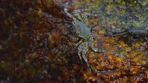 Crabs on the Rock at the Beach