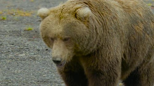 Majestic Brown Bear Walking Outdoors