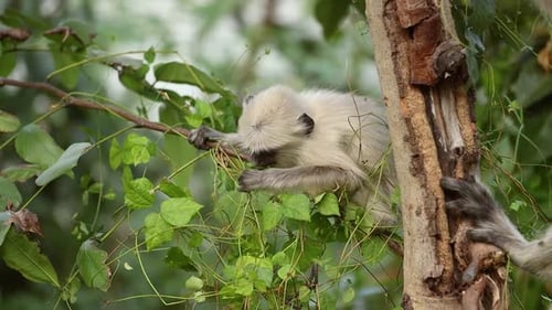 Gray Langur Semnopithecus Also Called Hanuman Langur is a Genus of Old World Monkeys