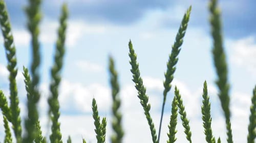 Nature Scene Green Wheat Stalks on the Farmland
