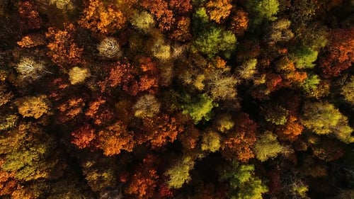 Aerial View of Autumn Forest