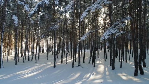 Vuelo en el bosque invernal.