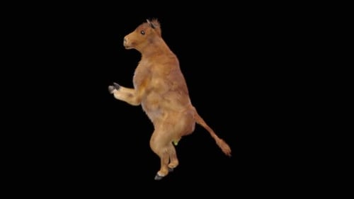 Cute Calf Dancing Animation on Transparent Background