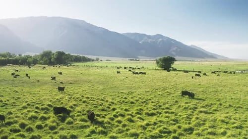 Viehfarm auf grünem Wiesenrasen mit Hochgebirgslandschaft im Hintergrund