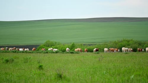 Cattle grazing on the meadow. White and brown cows on the green grass.