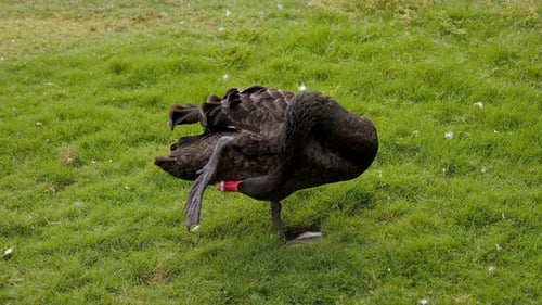 Closeup of a Black Swan Cleaning Feathers on the Grass Near the Pond