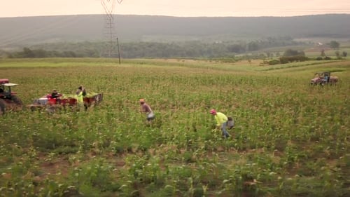 Aerial view of workers in field picking fresh corn with tractor pulling corn wagon nearby.